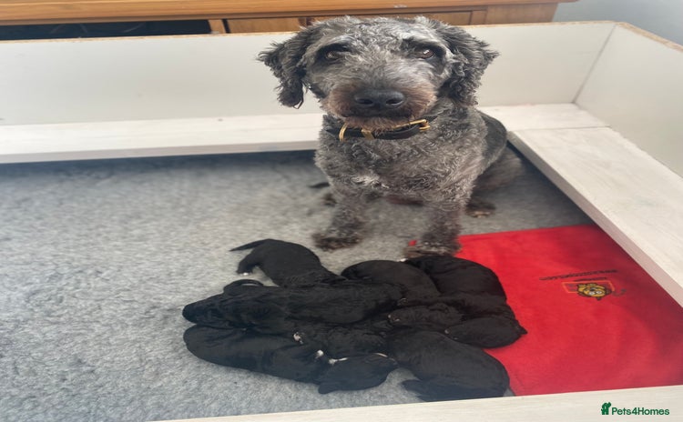 Bedlington Terrier dogs - Advert 1