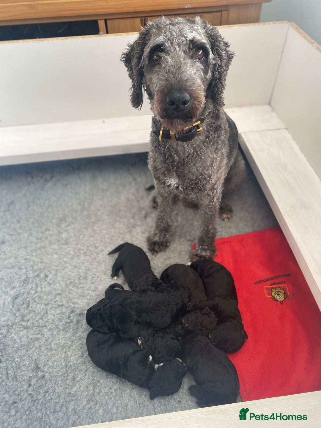 Bedlington Terrier dogs for sale: KC registered Bedlington terrier puppies - Image 1