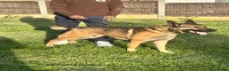 German Shepherd dogs for stud: WORKING LINE STABLE GERMAN SHEPHERD FOR STUD  - Advert 8