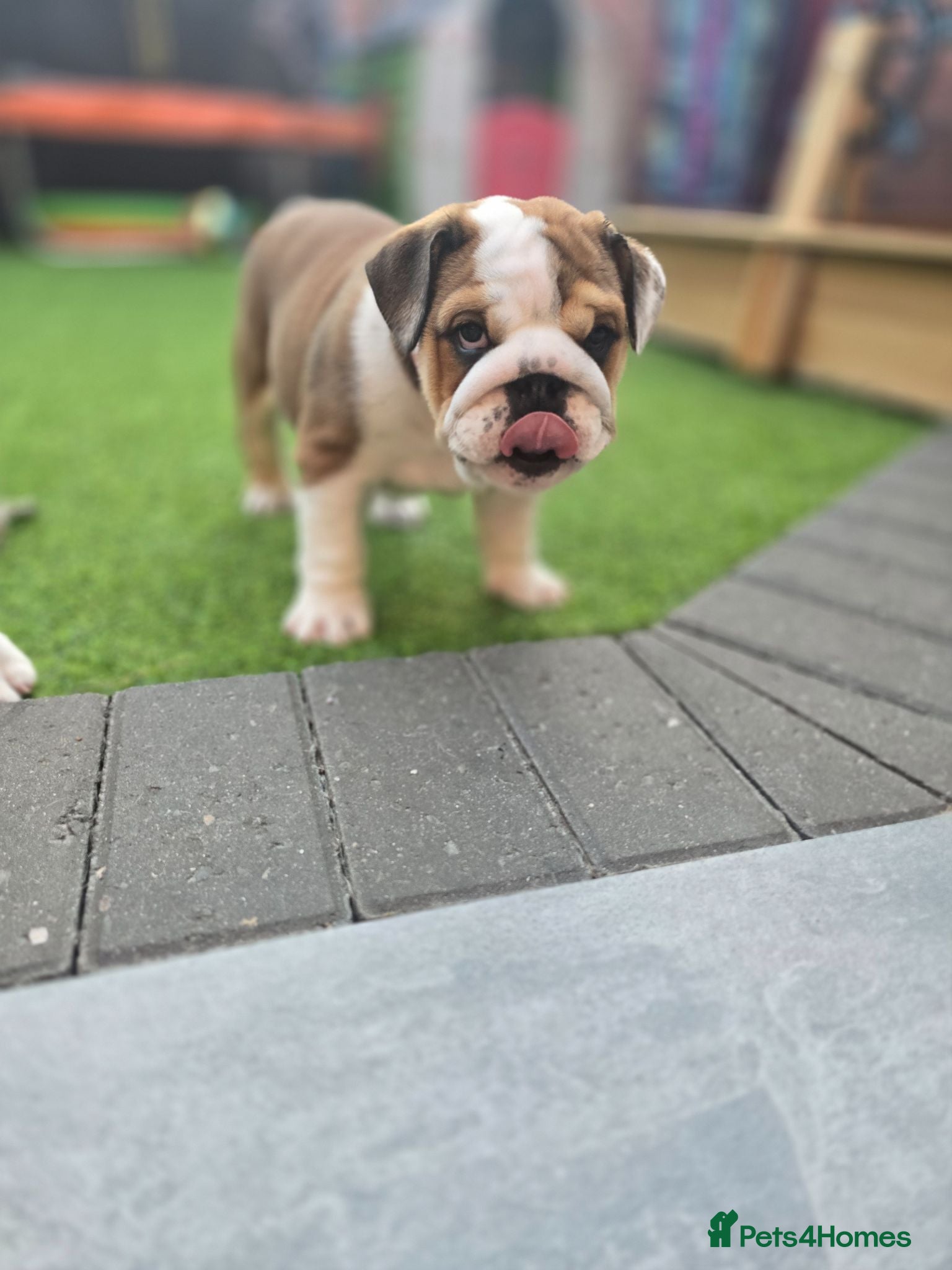 English Bulldog dogs 🐾 Beautiful KC  girl ready tomorrow 🥰 - Advert 4