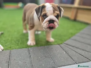 English Bulldog dogs 🐾 Beautiful KC girl ready tomorrow 🥰 - Advert 4