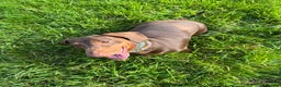 Dachshund dogs for sale: Female Dachshund - Advert 5