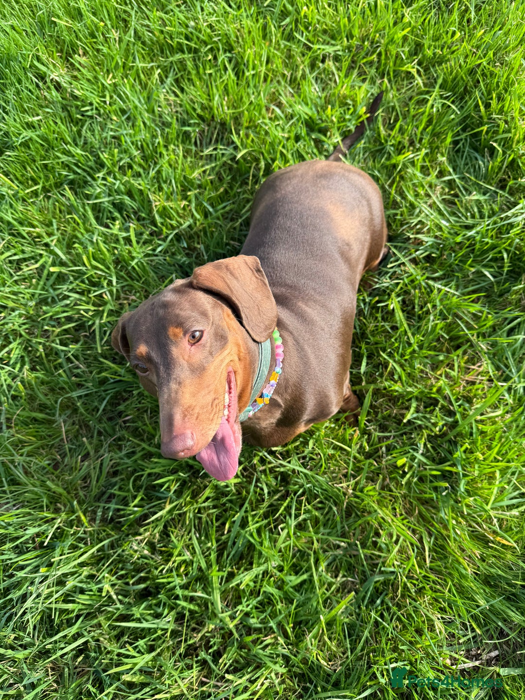 Dachshund dogs for sale: Female Dachshund - Image 5