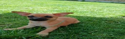 Mixed Breed dogs for sale: Beautiful Chipin puppies (Chihuahua x Pinscher) in Wisbech - Advert 2