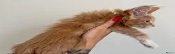 Maine Coon cats for sale: Champion line kittens 🥰 - Advert 15
