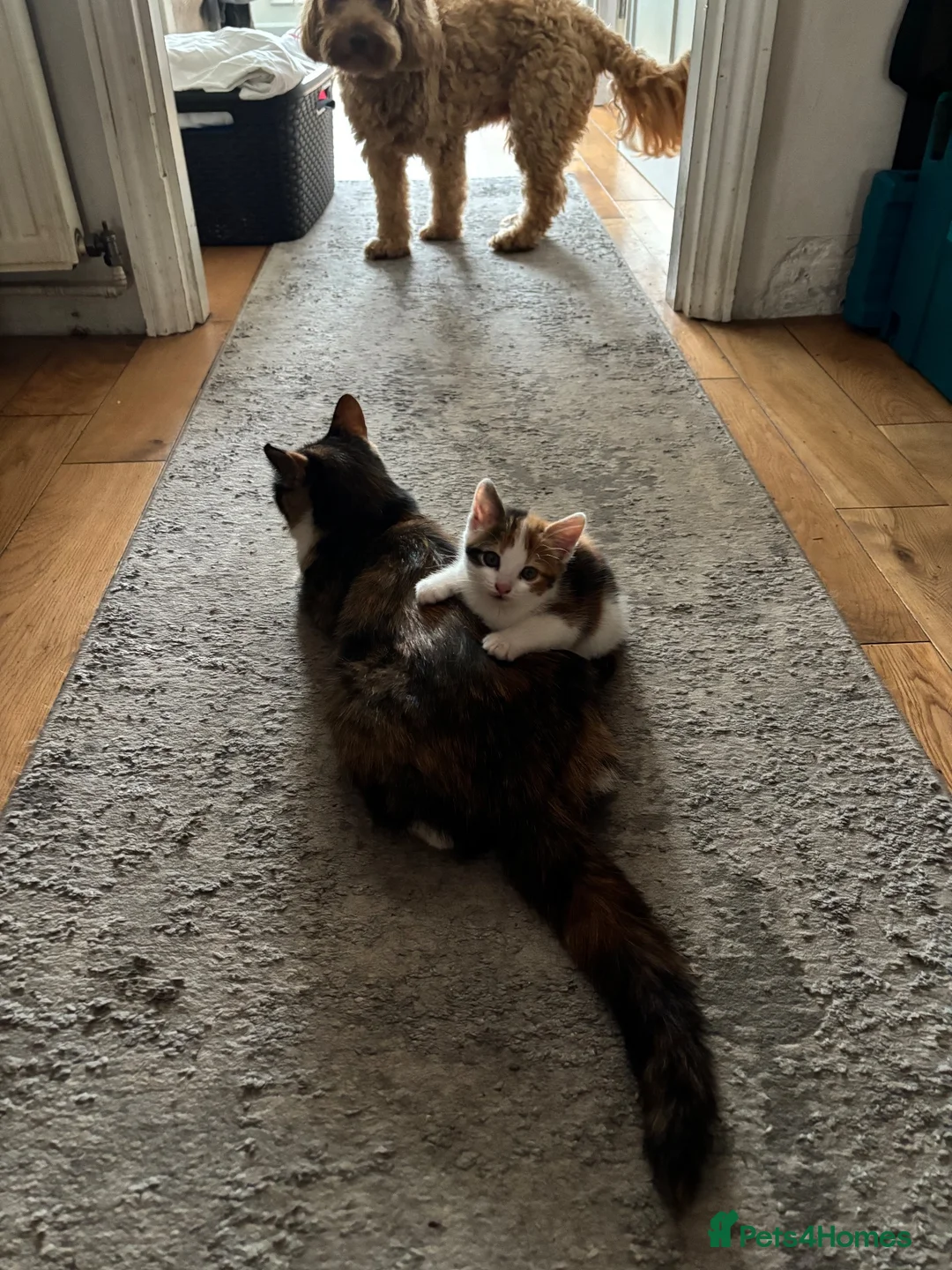 British Shorthair cats for sale: Kittens ready to fo - Advert 2