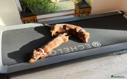 Miniature Dachshund dogs for sale: 💛 Loving Dapple Miniature Dachshund Pair 💛 - Image 11