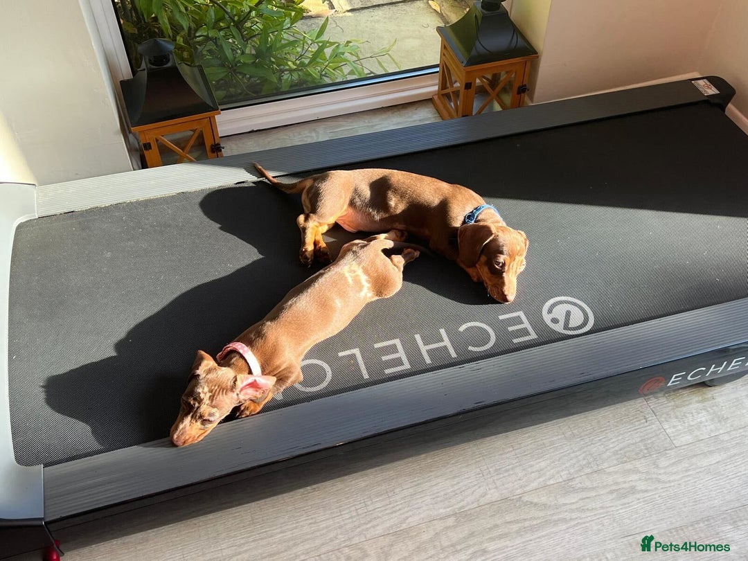 Miniature Dachshund dogs for sale: 💛 Loving Dapple Miniature Dachshund Pair 💛 - Image 11