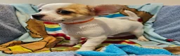Chihuahua dogs for sale: Adorable Chihuahua puppies ready to leave  - Advert 5