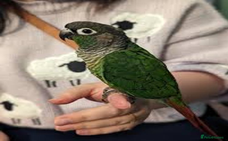 Conures birds - Advert 3