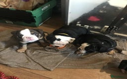 Olde English Bulldogge dogs for sale: Olde english bulldogge puppies  - Advert 15