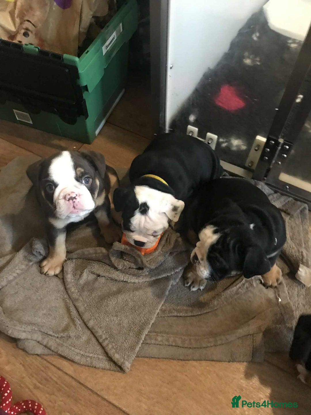 Olde English Bulldogge dogs for sale: Olde english bulldogge puppies  - Advert 15