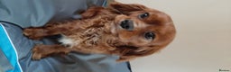 Cavalier King Charles Spaniel dogs for stud: Fully health tested kc ruby boy in Wisbech - Advert 5