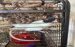 Rat rodents for sale: X2 female rats with full set up - Image 5