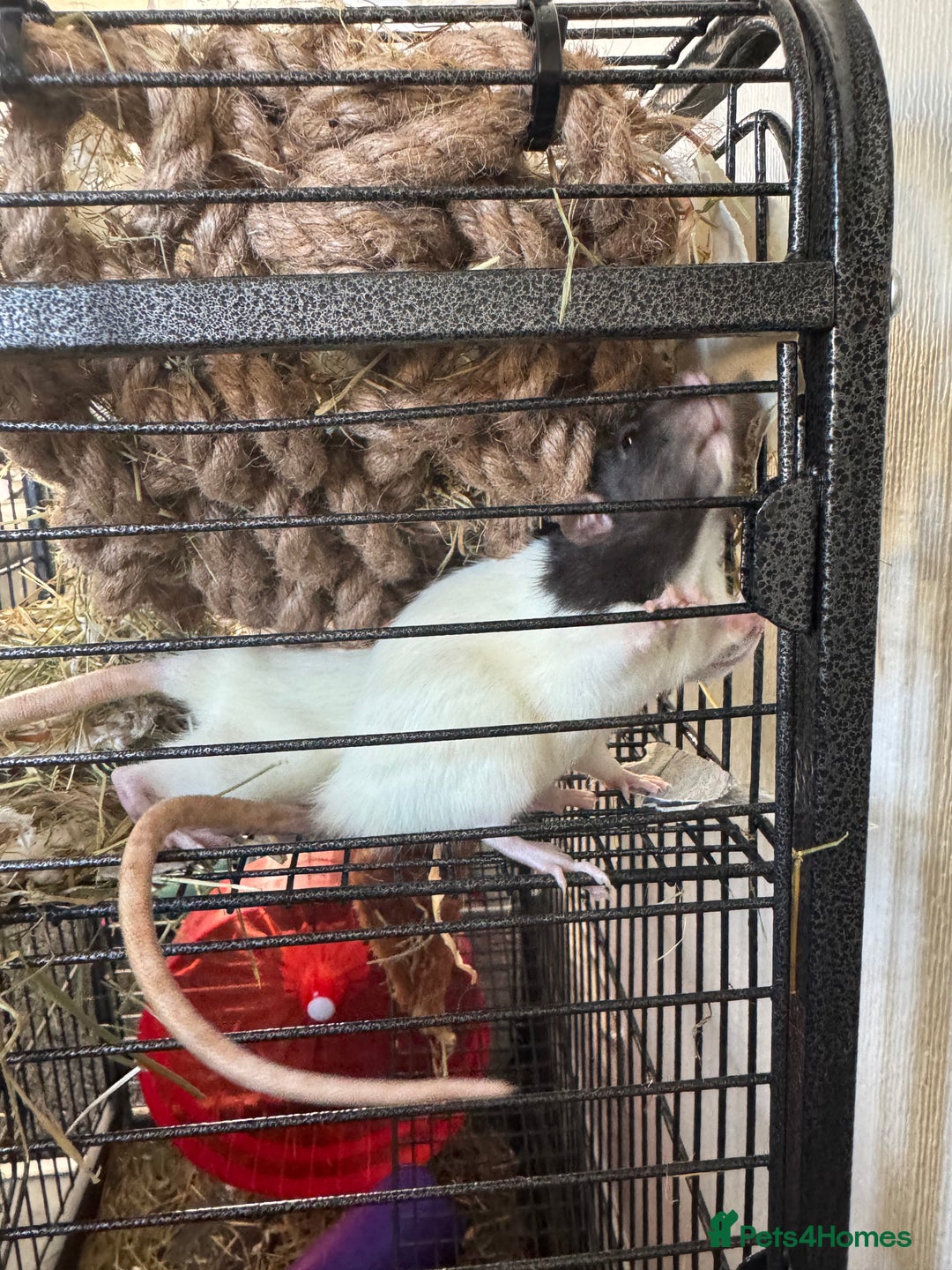 Rat rodents for sale: X2 female rats with full set up - Image 5