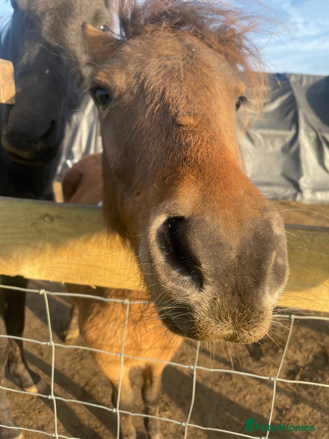 Gotland pony horses for sale: Dartmoor Hill pony  - Advert 11