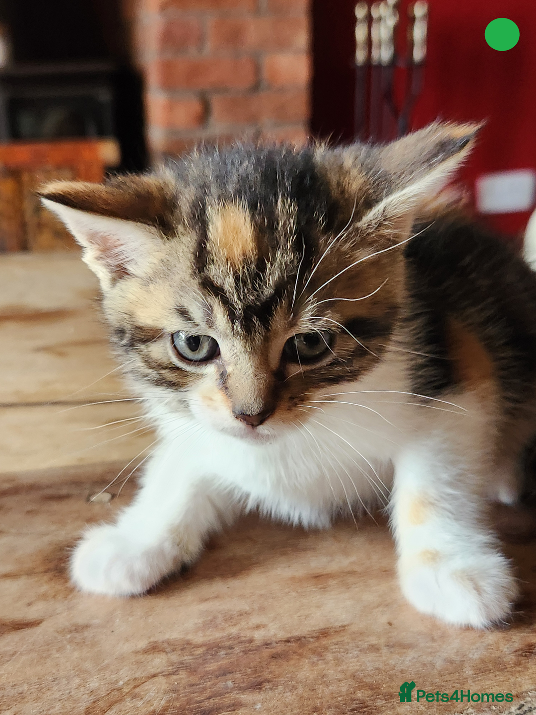 Mixed Breed cats for sale: Maine Coon/Norwegian Forest/British Shorthair X - Image 4