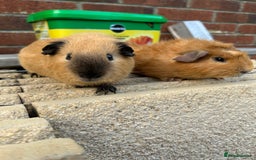 Guinea Pig rodents for sale: Funky guinea pigs - Image 1