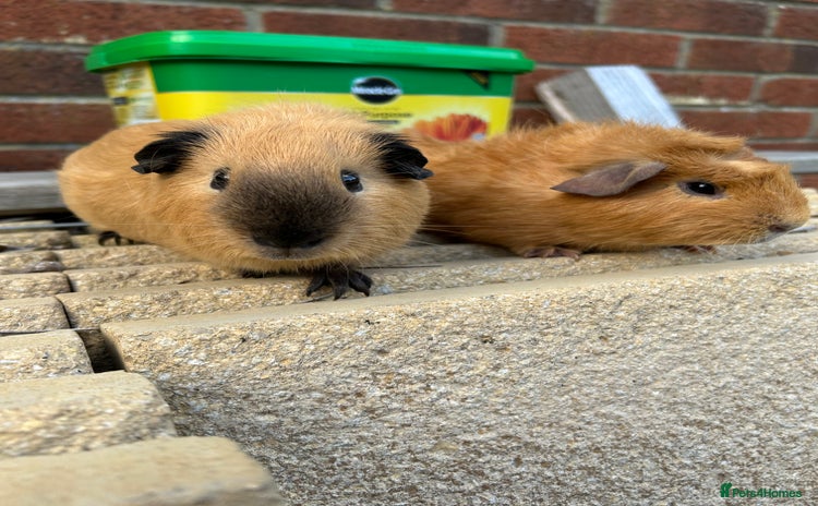 Guinea Pig rodents - Advert 1