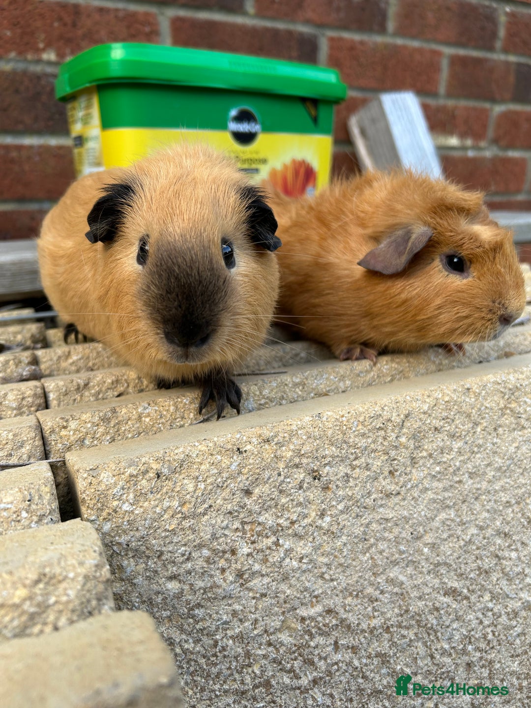 Guinea Pig rodents for sale: Funky guinea pigs - Image 1