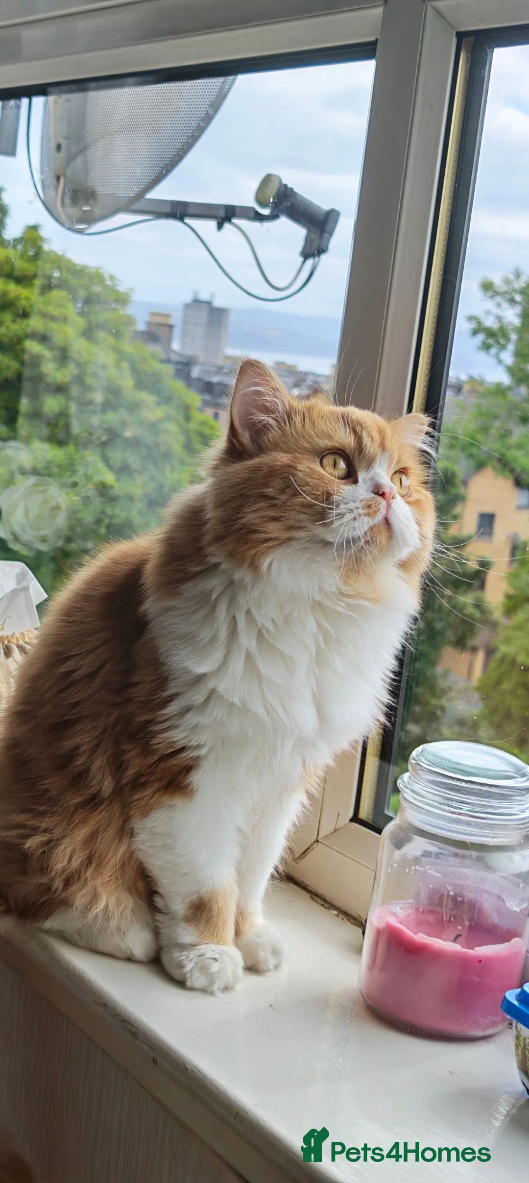 Scottish Fold cats for sale: Teddy in Greenock - Advert 2