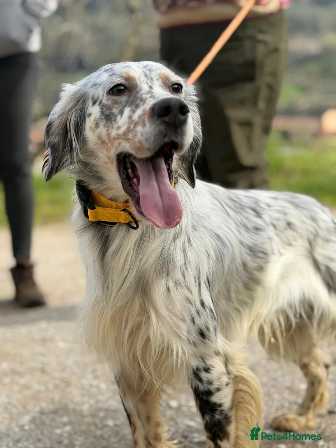 English Setter dogs for adoption: Oreka - Advert 10