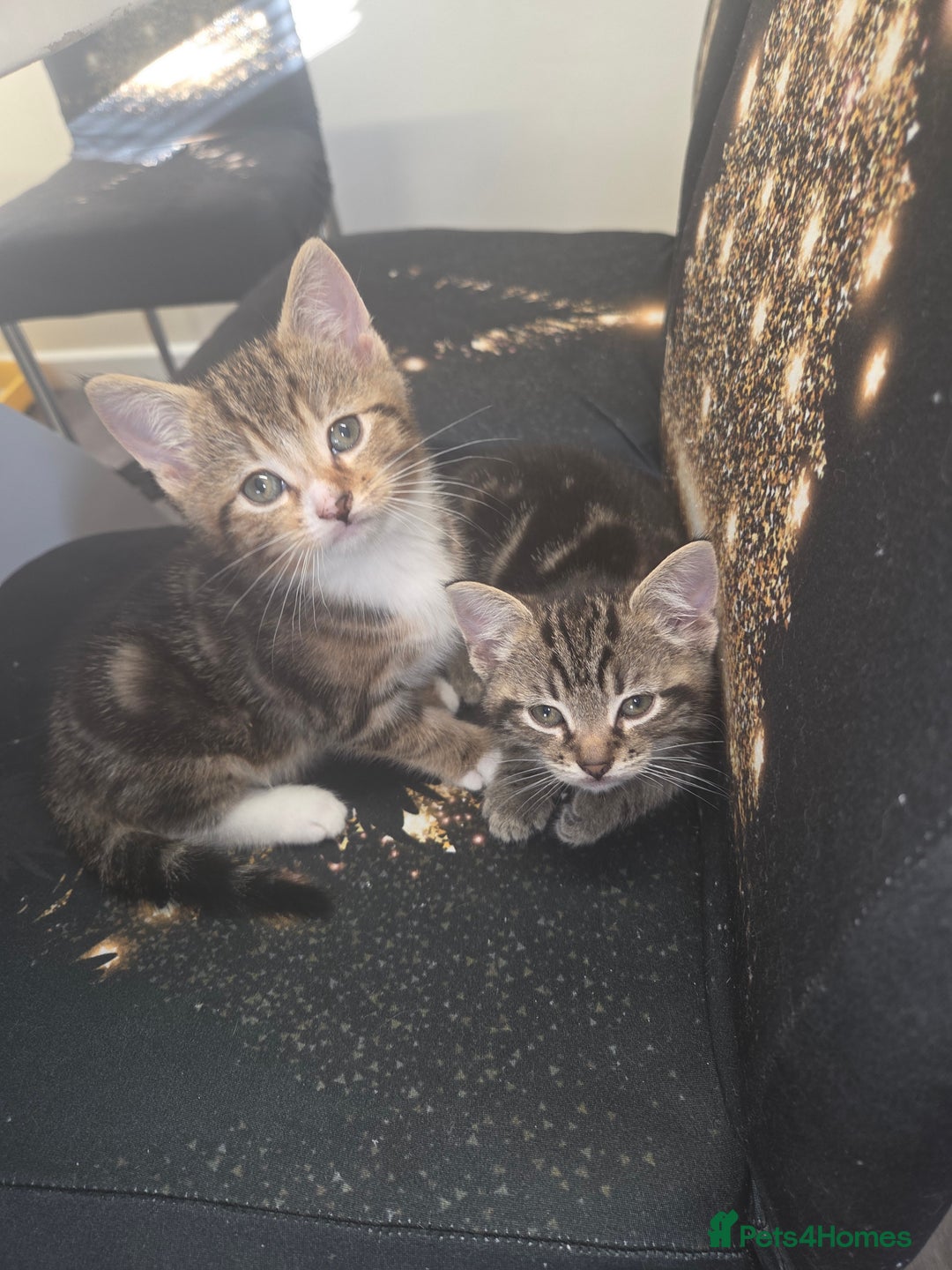Mixed Breed cats for sale: 2 male kittens for sale - Advert 7