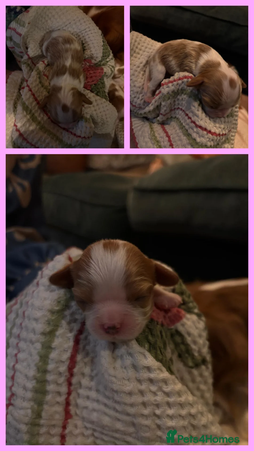 Cavalier King Charles Spaniel dogs for sale: King Charles Cavalier - Lady's first litter kc reg - Advert 5