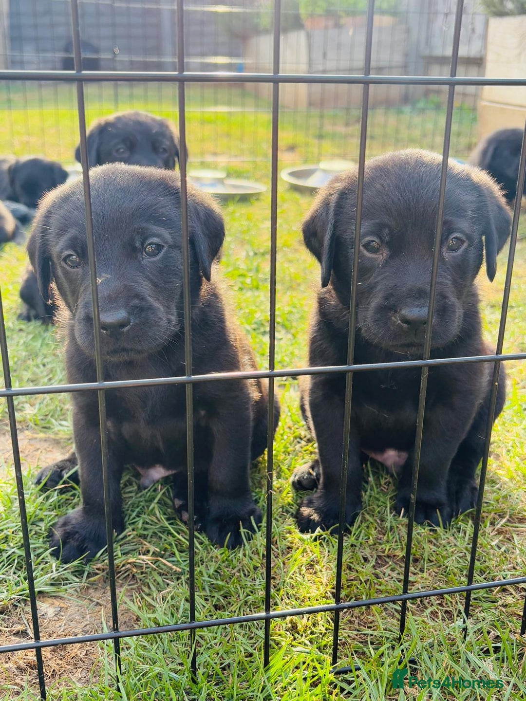 Labrador Retriever dogs for sale: KC Reg Black Labrador Puppies - Image 1