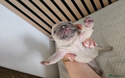 French Bulldog dogs for sale: French bulldog puppies  - Image 12