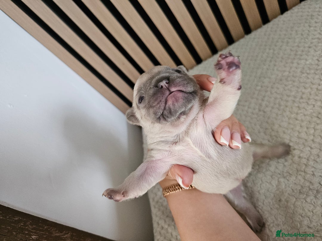 French Bulldog dogs for sale: French bulldog puppies  - Image 12