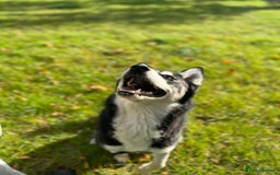 Mixed Breed dogs for sale: Siberian Husky/Border Collie cross - Advert 3
