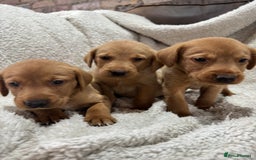 Labrador Retriever dogs for sale: Labrador Pups - Image 3