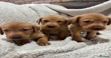 Labrador Retriever dogs - Advert 2