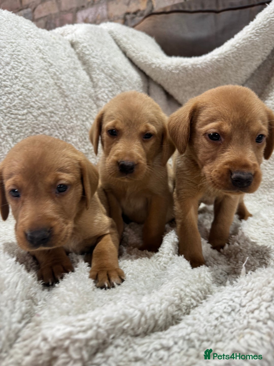 Labrador Retriever dogs for sale: Labrador Pups - Image 3