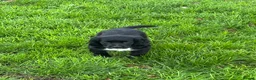 Cocker Spaniel dogs for sale: Cocker spaniel boy - Advert 5