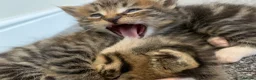 Mixed Breed cats for sale: Garfield  in Hull - Advert 10