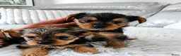 Yorkshire Terrier dogs for sale: Beautiful Yorkshire Terrier Puppies - Advert 4