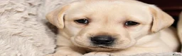 Labrador Retriever dogs for sale: KC REG HEALTH TESTED LABRADOR PUPPYS QUALITY LINES - Advert 8