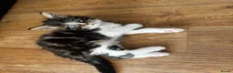 Domestic Shorthair cats for sale: 2 female kittens  in Cambridge - Advert 7