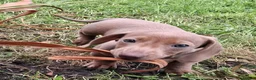 Miniature Dachshund dogs for sale: Whitney - Advert 36