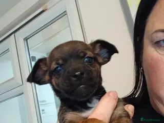 Mixed Breed dogs 5 cockapoo x chihuahua puppies - Advert 12