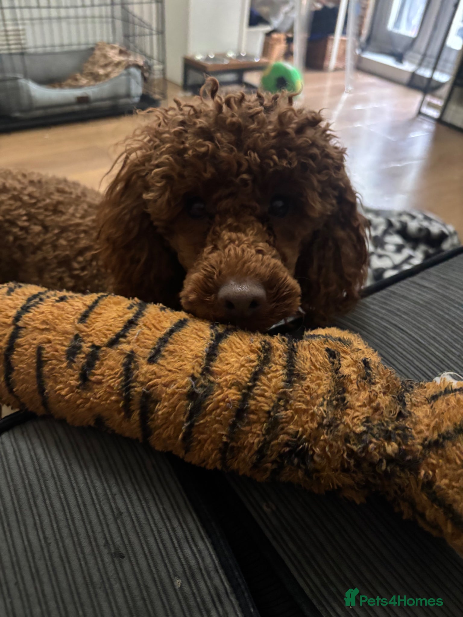 Miniature Poodle dogs Teddy  - Advert 2