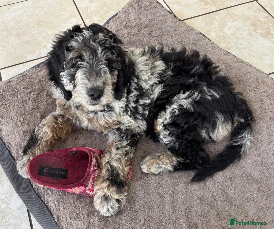 Goldendoodle dogs for sale: medium golden doodles  waiting list expected july  - Advert 13