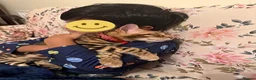 Bengal cats for sale: ❤️⭐️ Exceptional Bengal Male ⭐️❤️ - Advert 9