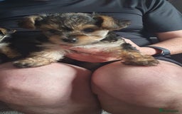 Yorkiepoo dogs for sale: Yorkipoo  - Image 2