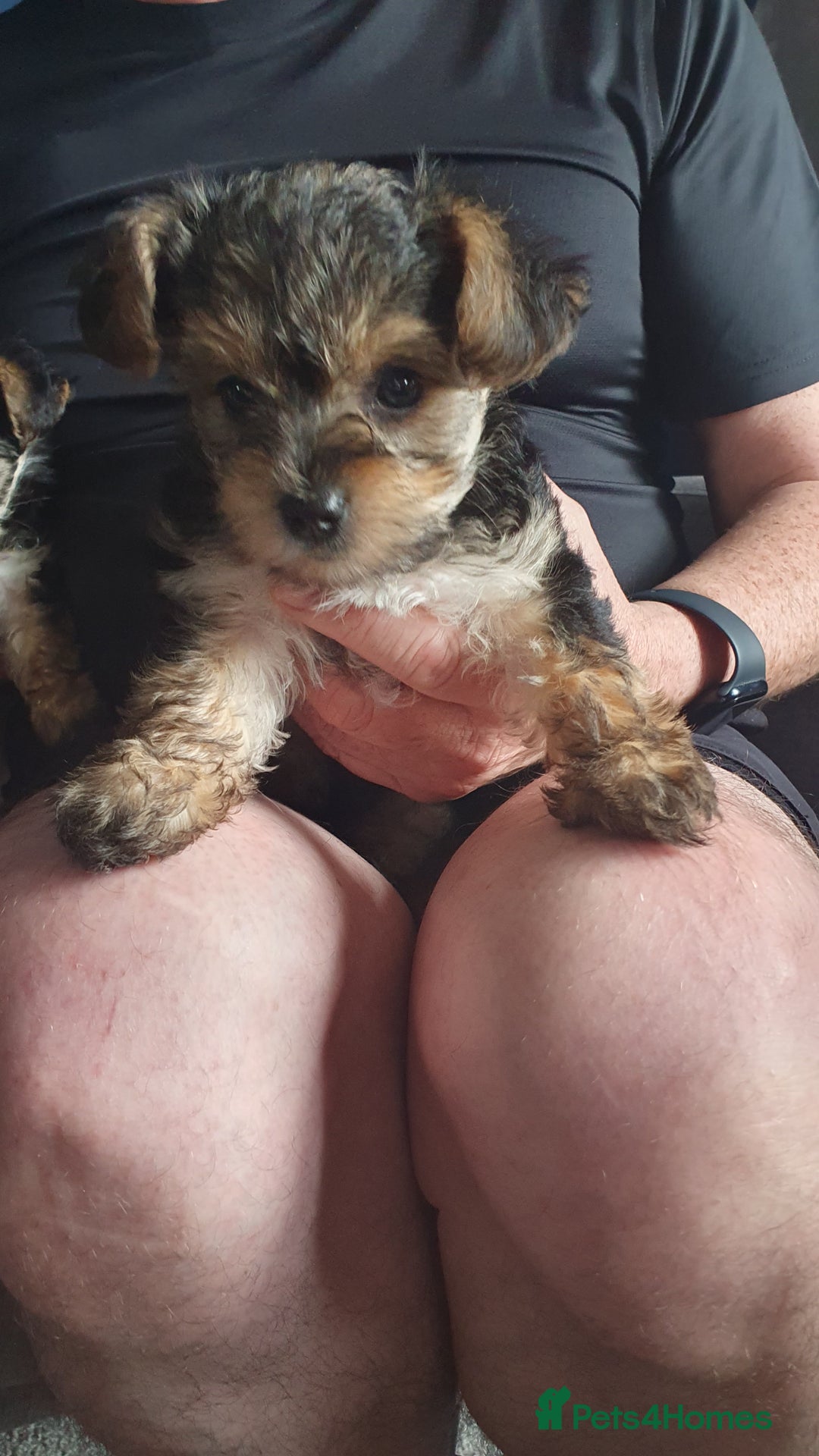 Yorkiepoo dogs for sale: Yorkipoo  - Image 2