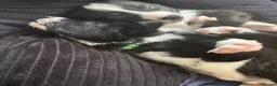 Border Collie dogs for sale: Working Line Border Collies - 1 girl left 💚 - Advert 8
