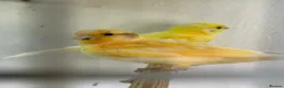 Canaries birds for sale: 3 young canaries for sale - Advert 5