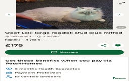 Ragdoll cats for sale: ✨Ragdoll Kittens✨ - Advert 2